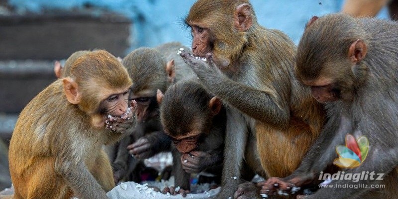 Shocking! Monkeys steal COVID 19 blood samples from lab technician