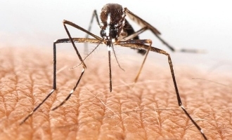Can mosquitoes transmit coronavirus? WHO answers