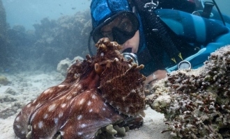 Octopus communicates with marine biologist national geographic series