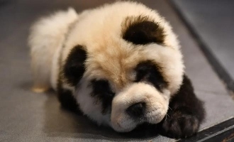 Pawsitively Panda-rific: Chinese Zoo's 'Panda Dogs' Draw Mixed Reactions