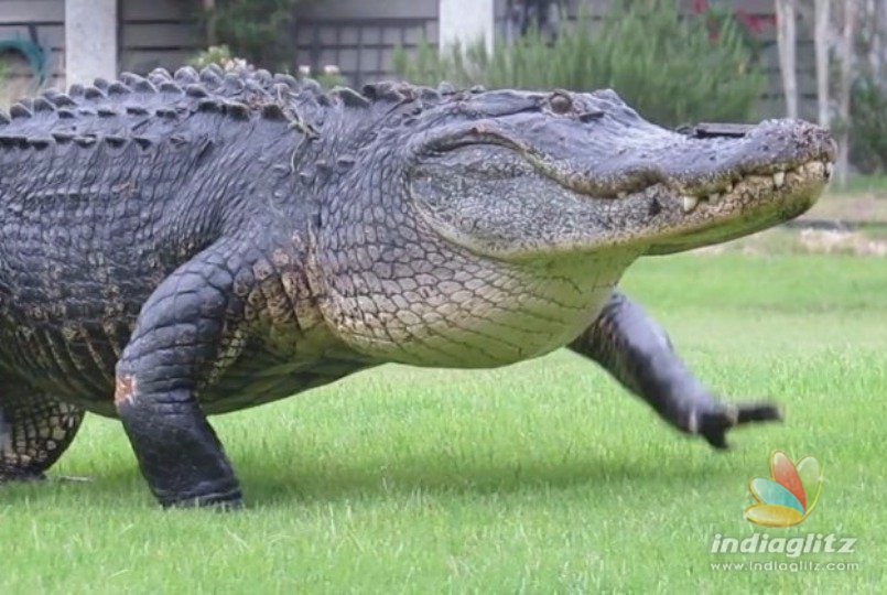 Alligator kills woman who was walking her dogs by the pond