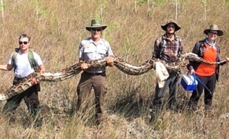 17 foot long, 140 pound giant python captured!