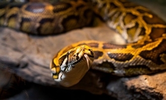 New Study Shows Python Farming as a Sustainable Response to Food Shortages