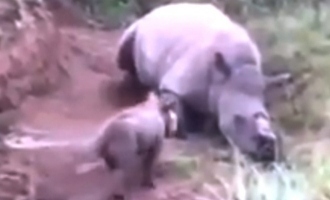 Heartbreaking Video: Baby Rhino Tries to Wake up Dead Mother Killed by Poachers