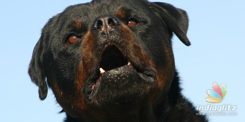 Ferocious Rottweiler dog bites nine year old Chenai boy and damages his head
