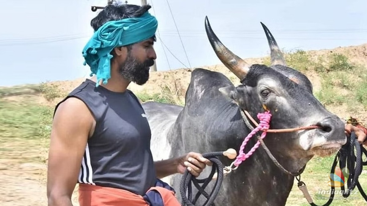 Sooris bull impresses at the Alanganallur Jallikattu - Deets