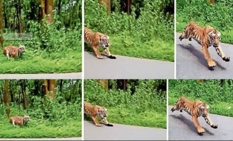 Terrifying! Tiger Chases Bike in Kerala, Video Inside