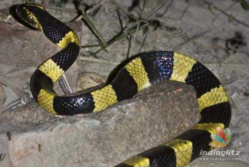 Venomous snake found in flight passengers bag