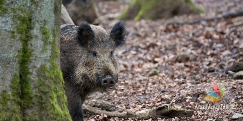 Humorous! Hikers Think Wild Pig is After Them, But Actually... 