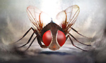 Eega's AP total share in 3 days: Rs. 11.31Cr