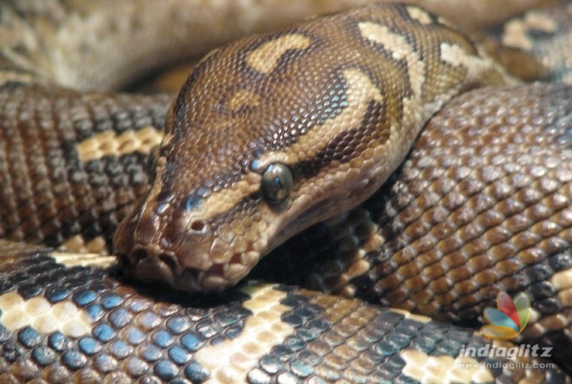 Woman orders snake online, gets killed by its bite