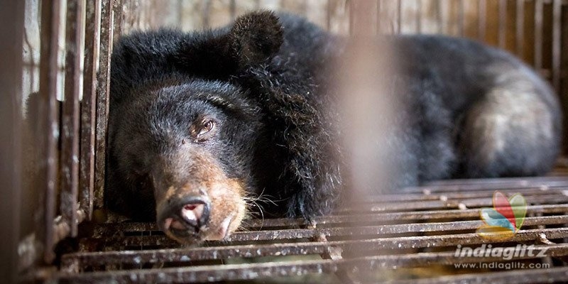 Injection made from bear bile treats COVID-19: China