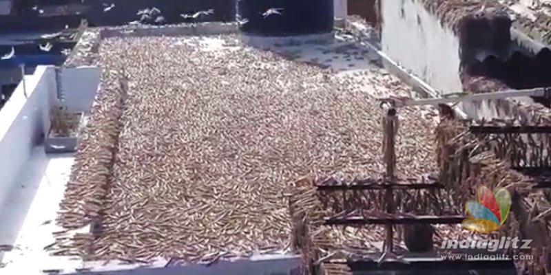 Locusts invade Rajasthan, destroy crops like crazy!