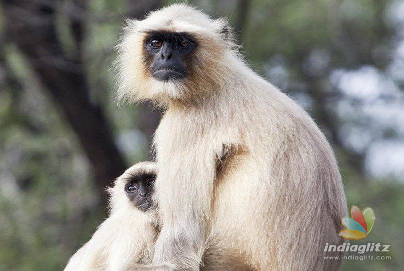 Family demands police case against monkeys!