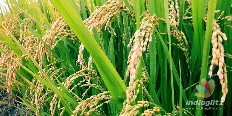 Telangana to help other States as rice bowl
